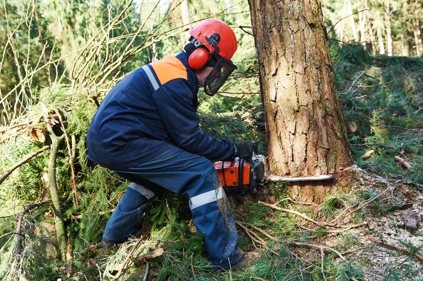 tree removal company in somerset